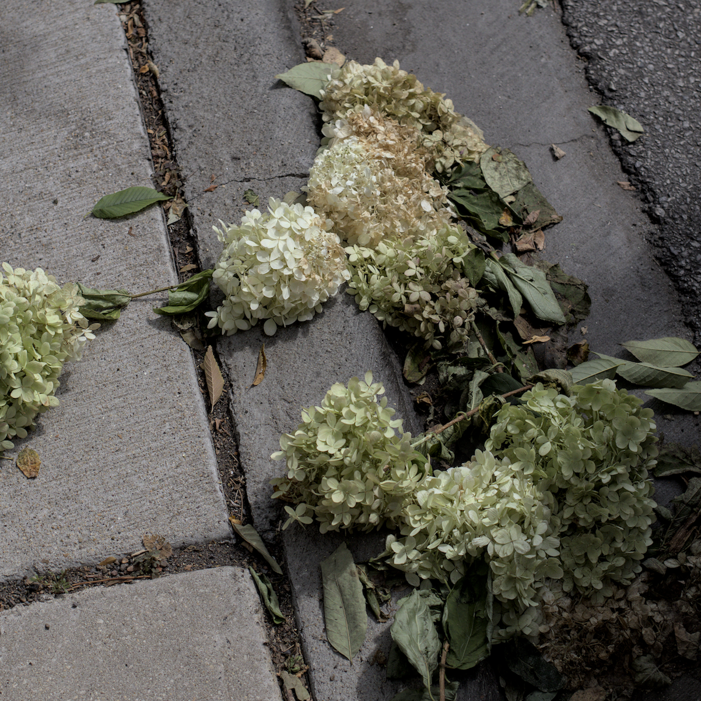 Album art, broke hydrangeas on the street